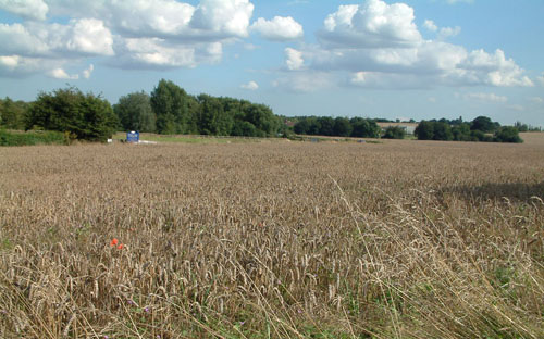 Views during your cottage holiday: golden fields of corn in Suffolk